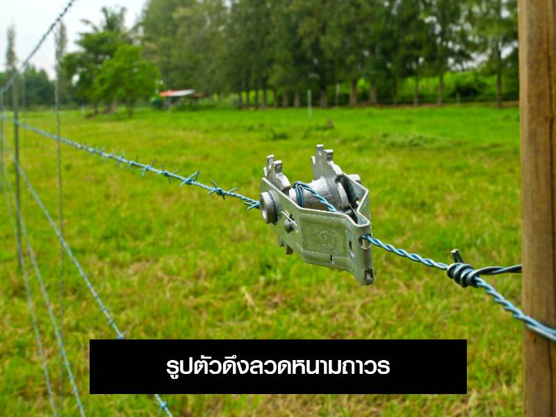 ดึงลวดหนามถาวร
