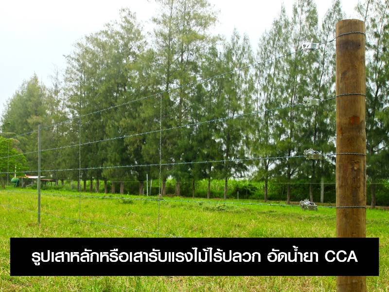 เสาหลักหรือเสารับแรงไม้ไร้ปลวก อัดน้ำยา CCA
