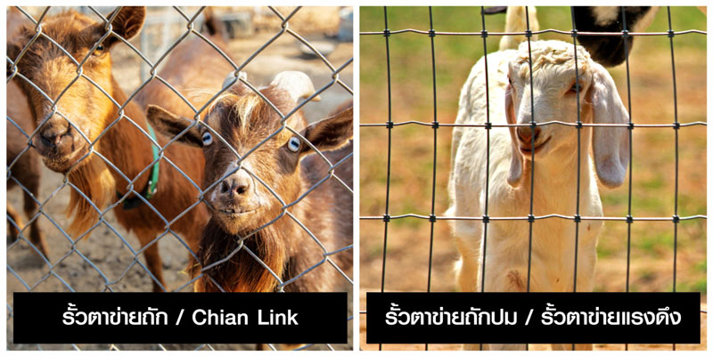 รั้วฟาร์ม